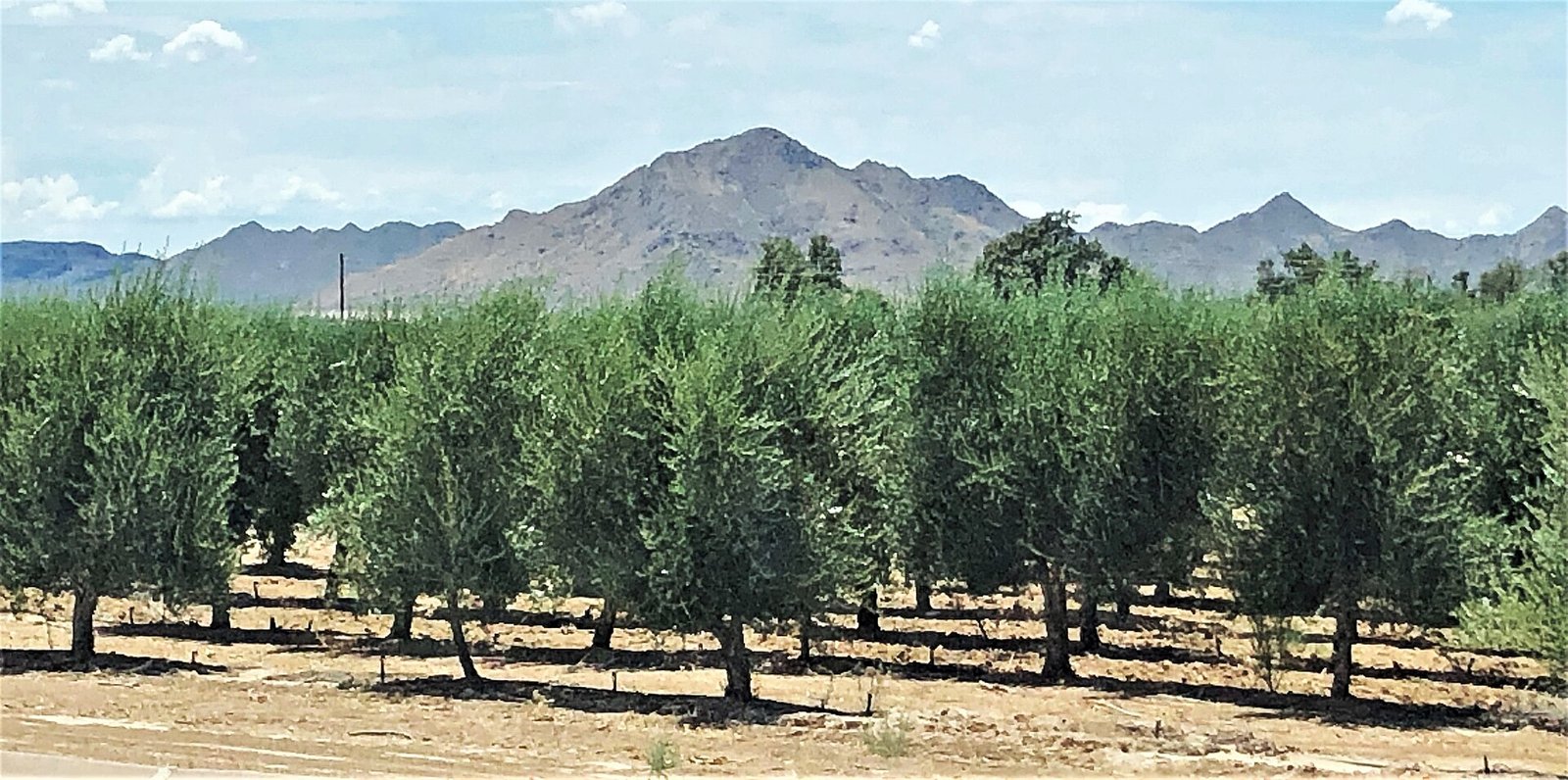 Olive grove at Queen Creek Olive Mill