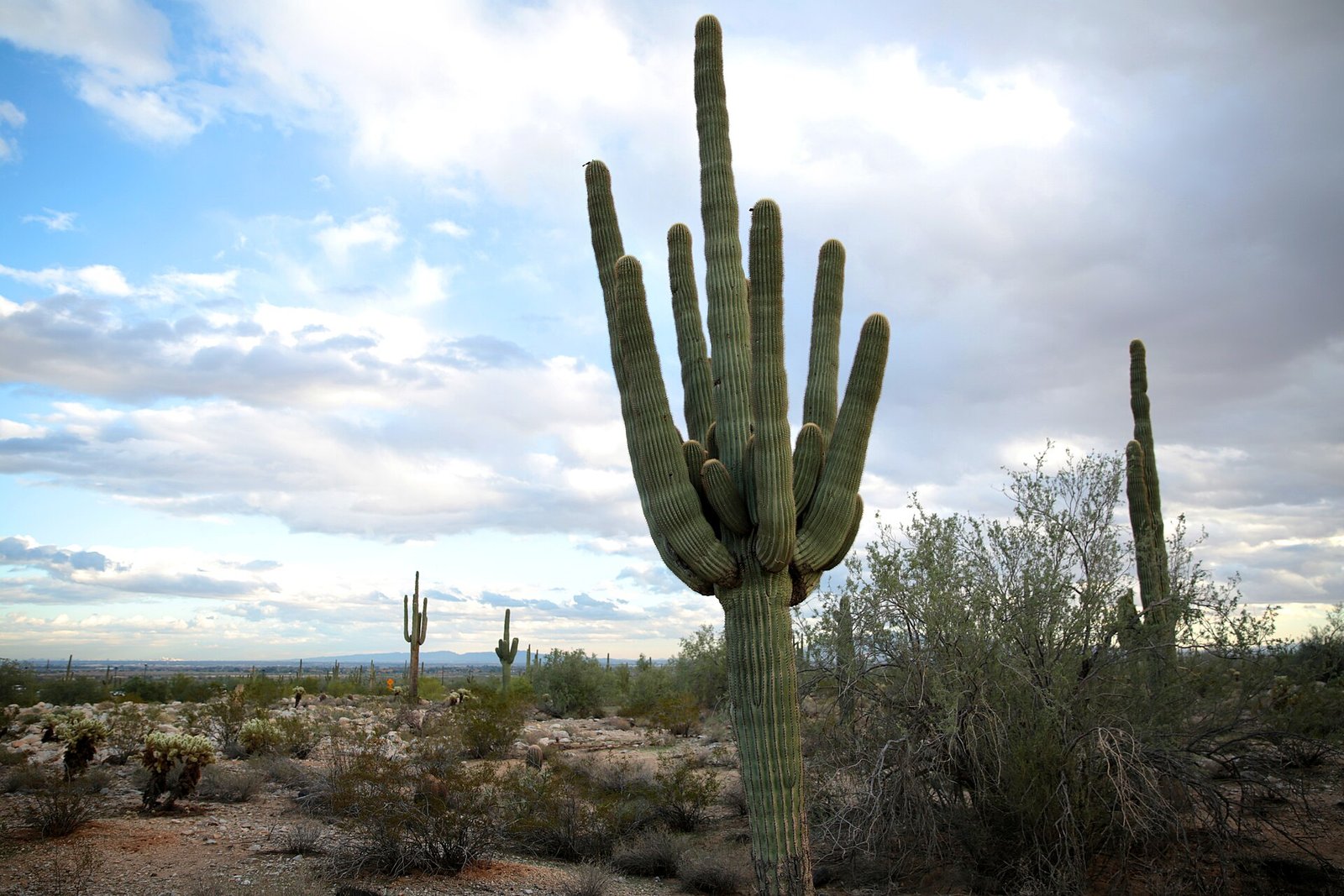 Desert landscape at White Tank Mountain Regional Park